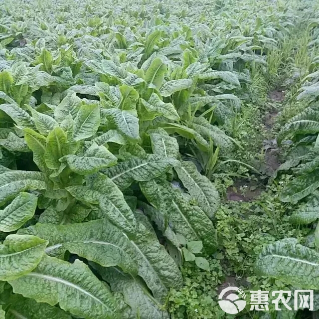 三青莴笋种子三青莴苣种子青皮青肉莴笋种子耐寒莴笋耐热莴笋种子