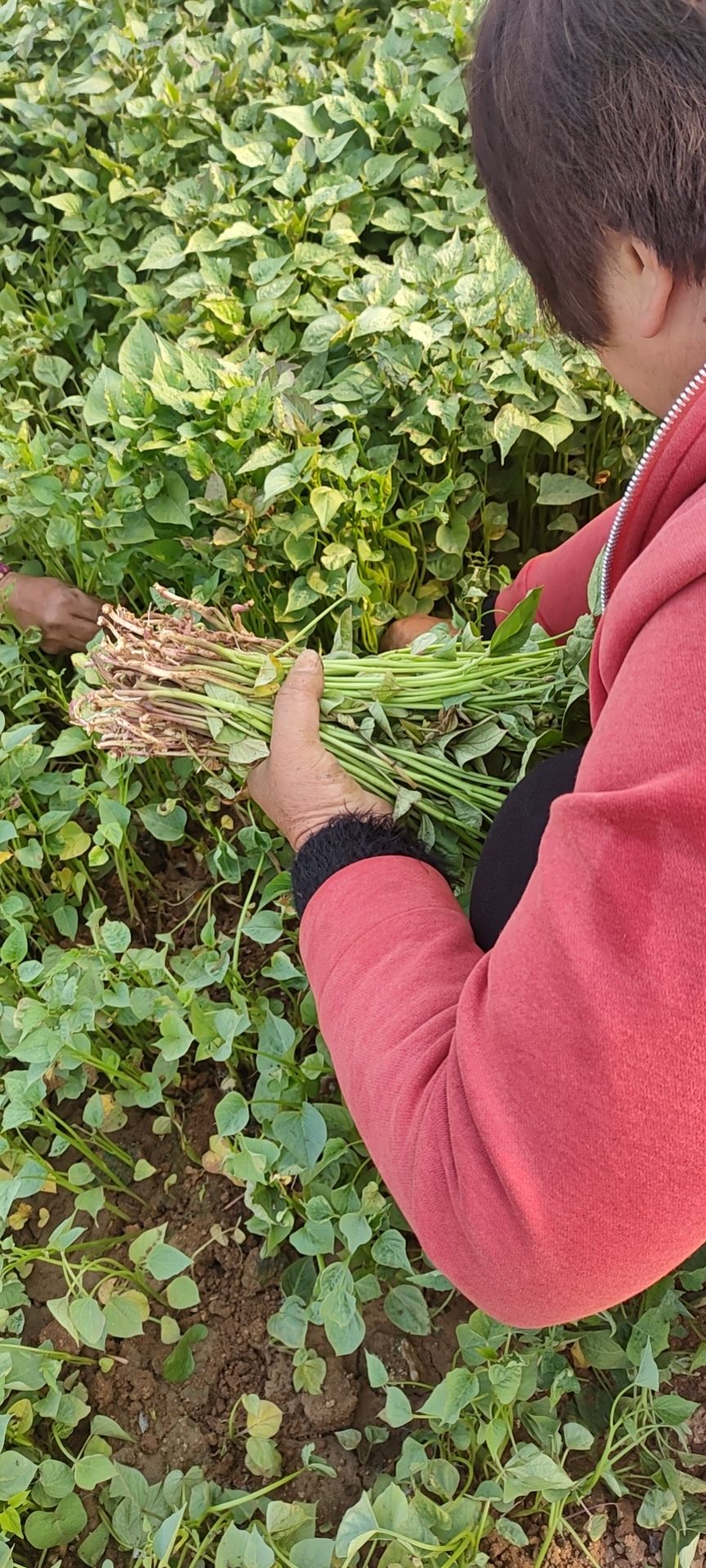 济薯26号红薯苗  山东佳盈薯业大量销售优质红薯苗