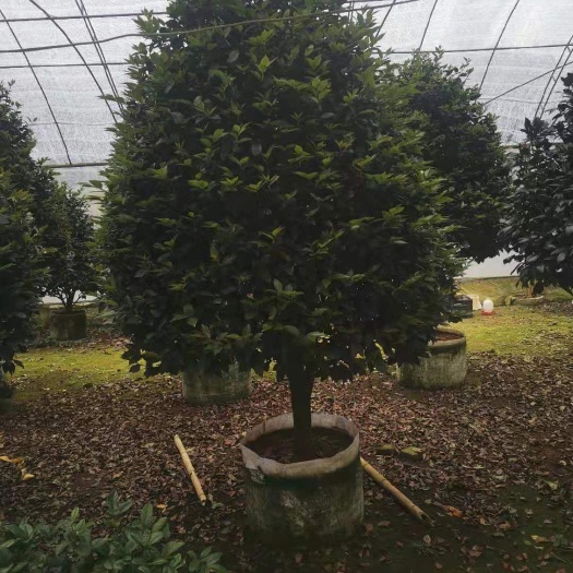 漳平市七芯茶花 茶花
