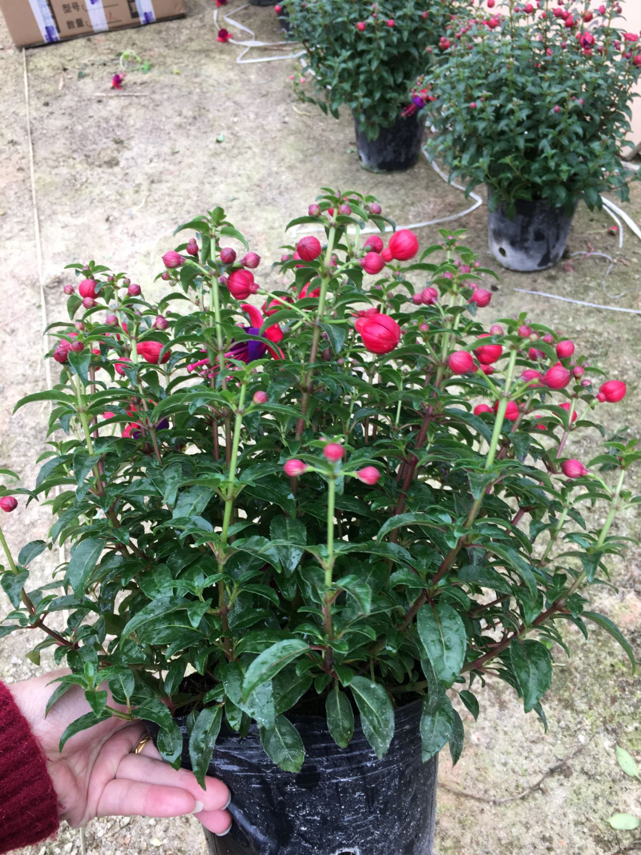 宝莲灯盆栽 倒挂金钟宝莲灯灯笼花 一手货源 基地发货，支持视频看货