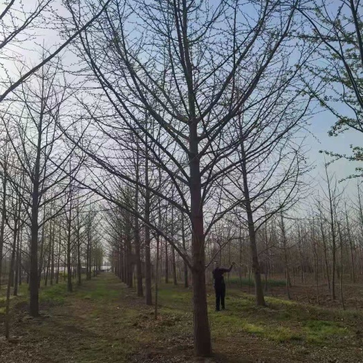 银杏树，  银杏价格，银杏产地