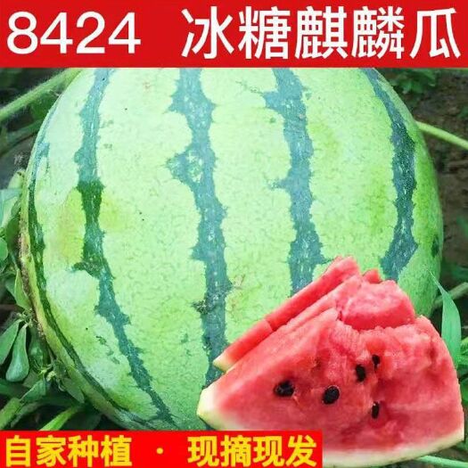 夏邑县现摘新鲜8424冰糖麒麟西瓜薄皮无籽有籽清甜多汁批发包邮