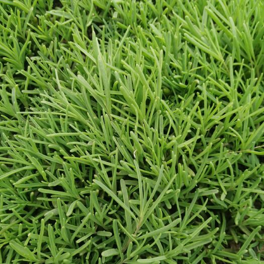 利津县碱蓬草 黄须菜，碱蓬菜，黄席菜