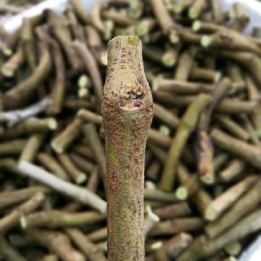 藤县葛根种苗  无渣高产粉葛种苗粉葛苗葛根种春季菜葛种子粉葛苗 葛根苗 种植