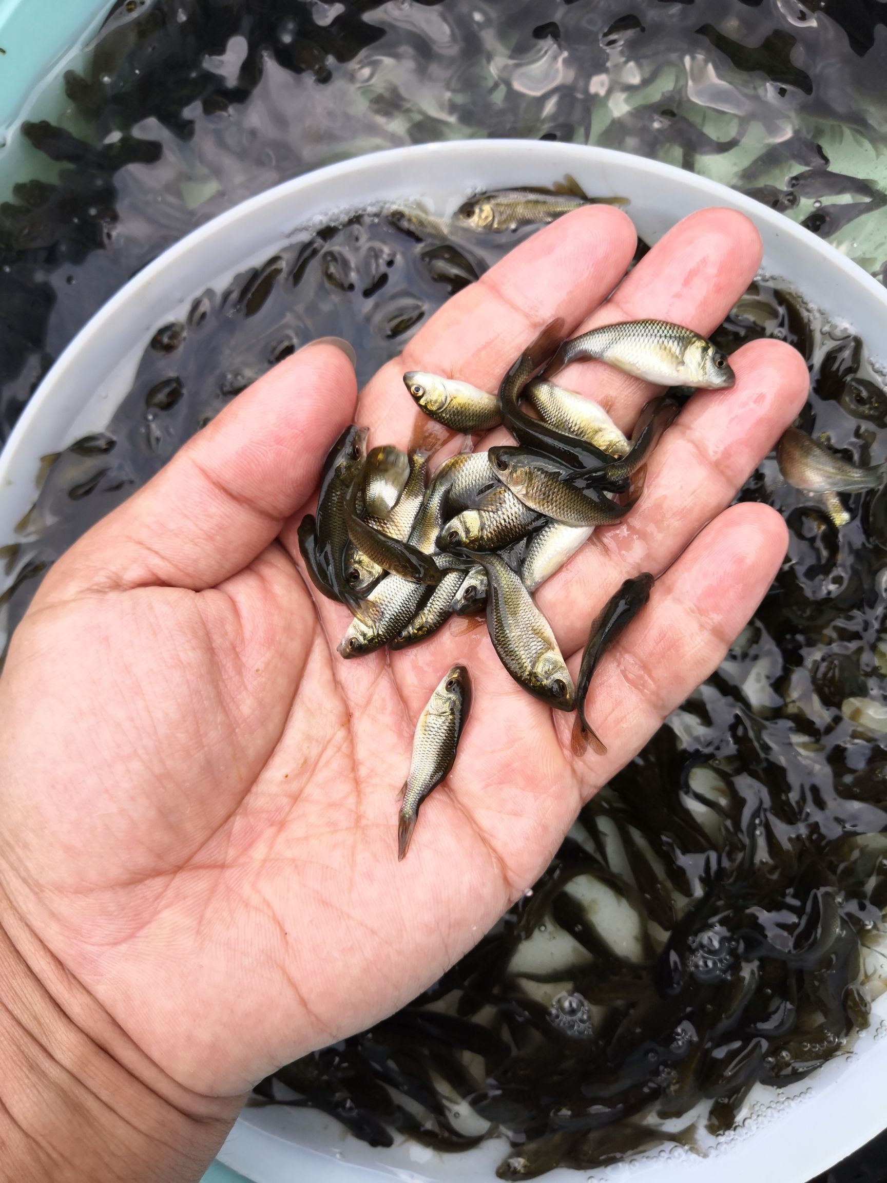  优质建鲤鱼苗，通威建鲤鱼苗，鲤鱼苗，文庆鲤鱼苗