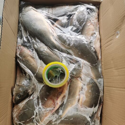 鲤鱼  淡水鱼，冷冻淡水鱼，二去三去，各类水产加工