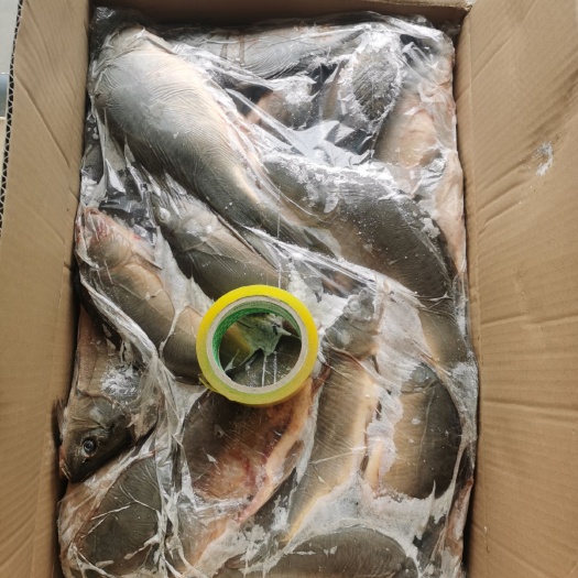 安新县鲤鱼  淡水鱼，冷冻淡水鱼，二去三去，各类水产加工