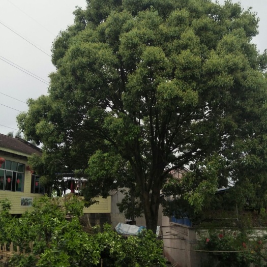 资阳多杆香樟  香樟树