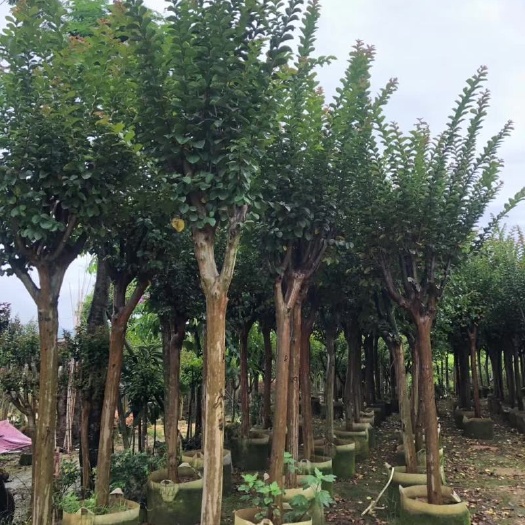 揭阳红花紫薇  小叶紫薇2-8公分