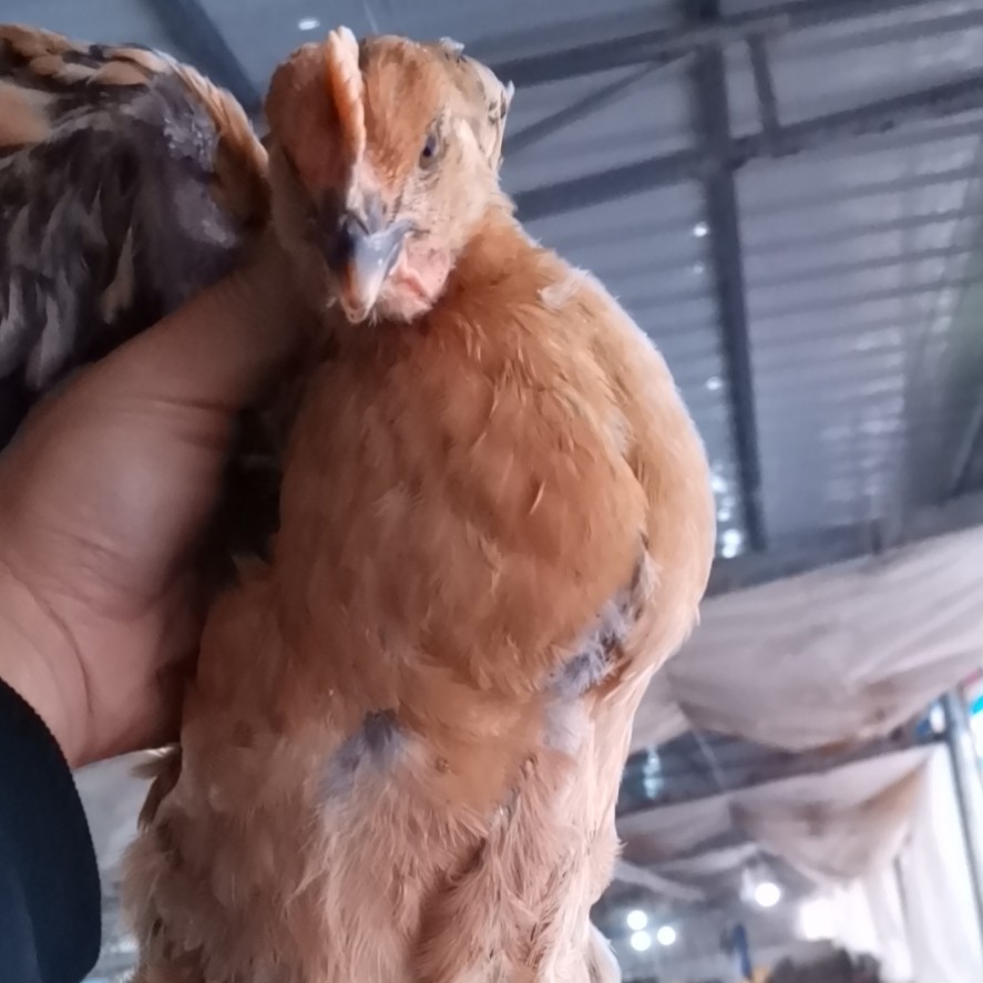  快大青脚麻土鸡