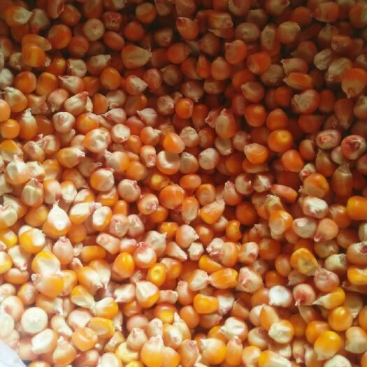 朝阳县 丹玉405玉米种子，棒子大长，不秃尖活杆成熟，抗旱耐涝