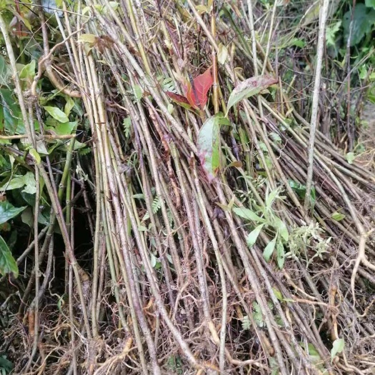 靖州县 大量批发各种规格。钩藤苗。