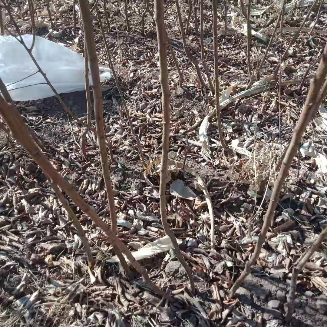 寒富苹果树苗 平果苗