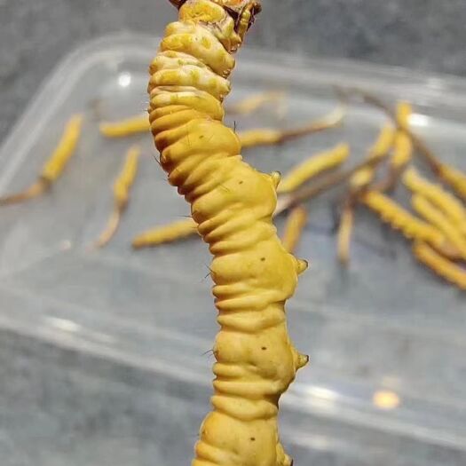 松潘县 冬虫夏草，女人的保养站，