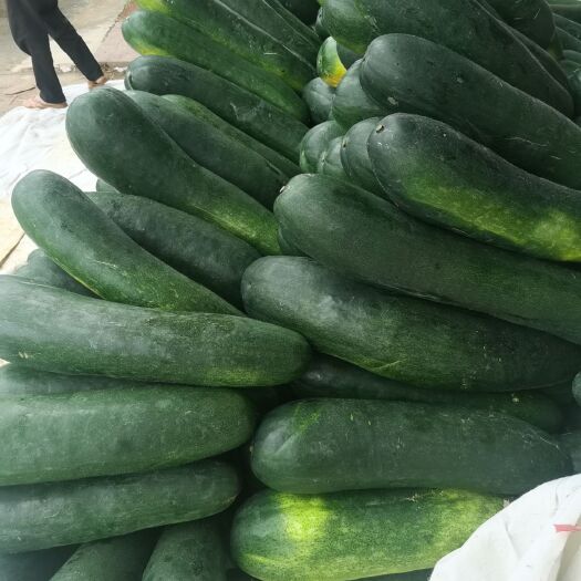 南宁黑皮冬瓜  坛洛冬瓜大量上市