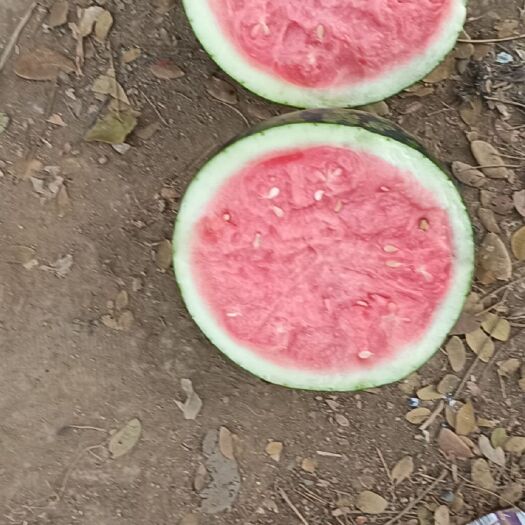 元江县甜王西瓜 甜王瓜