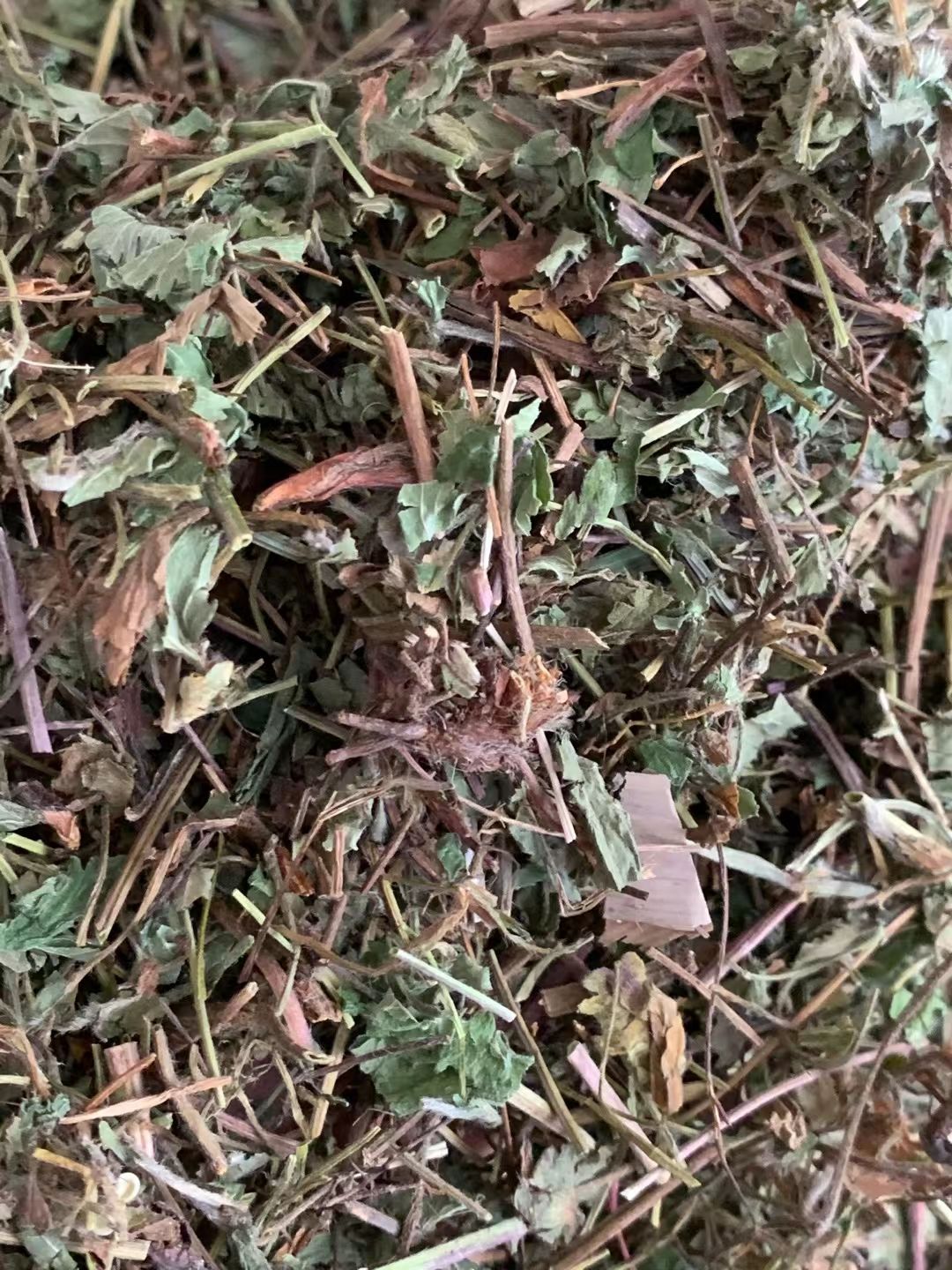 长期供应｛蛇莓｝可批量可零售量大从优【包邮】