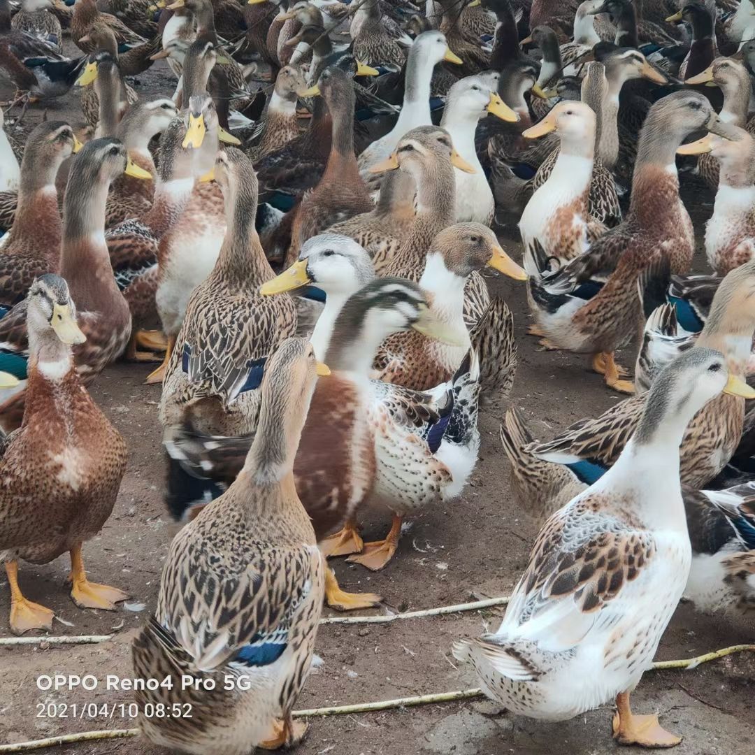  麻鸭【干筒老鸭】2000羽
