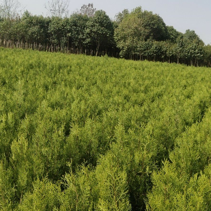 窄冠侧柏  侧柏，营养杯苗，低价处理