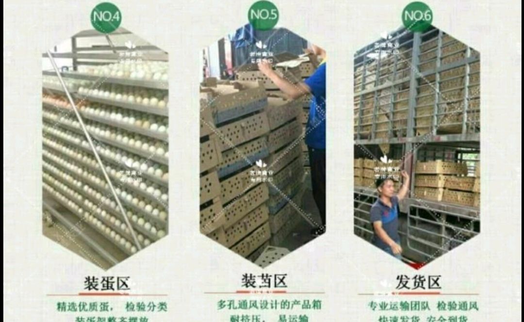 改良斗鸡苗   优良斗鸡苗  包打疫苗马立克疫苗  技术指导