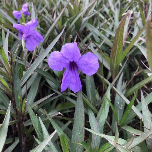 大花芦莉