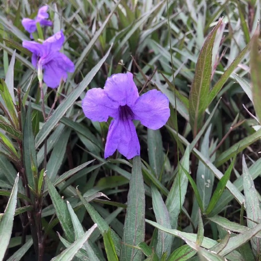 揭阳大花芦莉