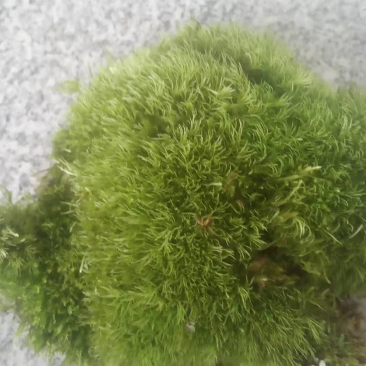 平江县各种青苔，有大量货源。