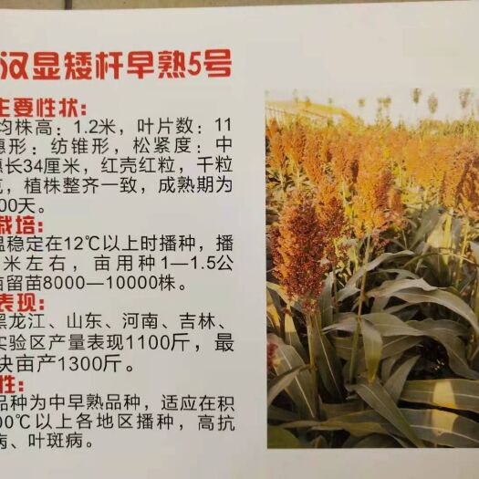 青县高粱种子 杂交高粱种早熟5号