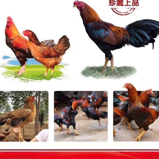 南宁改良斗鸡苗   优良斗鸡苗  包打疫苗马立克疫苗  技术指导