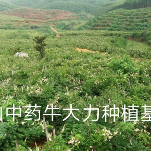 东源县农场荒地山地出租或合作（免租）