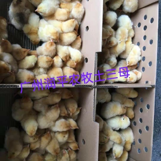 广州三黄鸡苗  广州润平优质鸡苗土三母，价廉保证质量