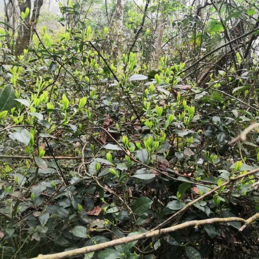 绿茶   高山绿茶， 茶农直销