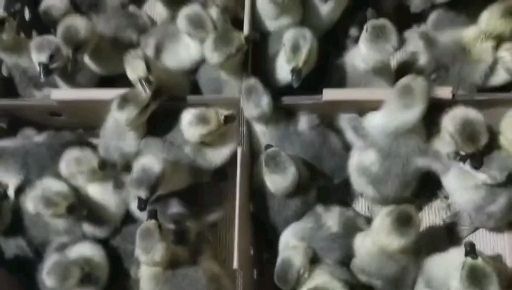 鹅苗 四季鹅苗 杂交鹅苗灰鹅苗 质量包做疫苗
