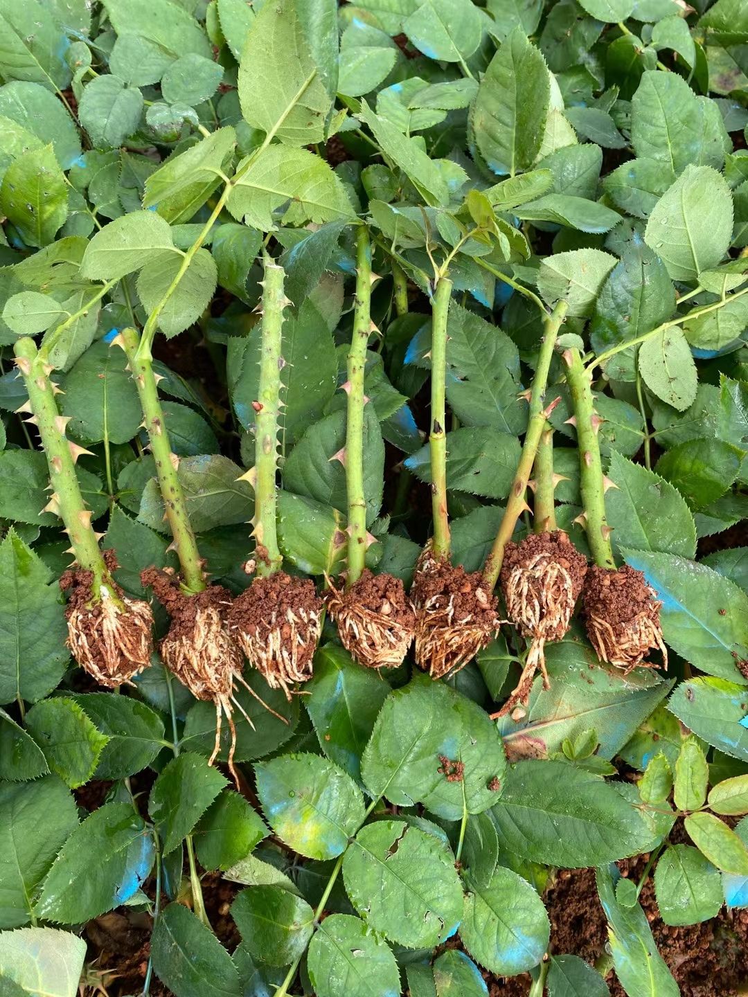 云南玫瑰苗， 流星雨