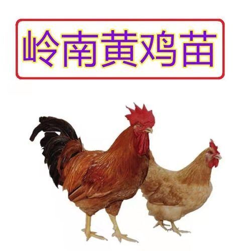 禹州市麻鸡苗 黄麻，青椒，k9，岭南皇，九斤红