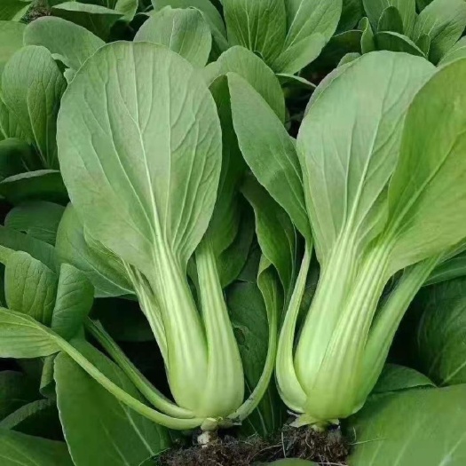 上海青  小白菜小油菜产地直发大量上市中应季地头发货现采现发