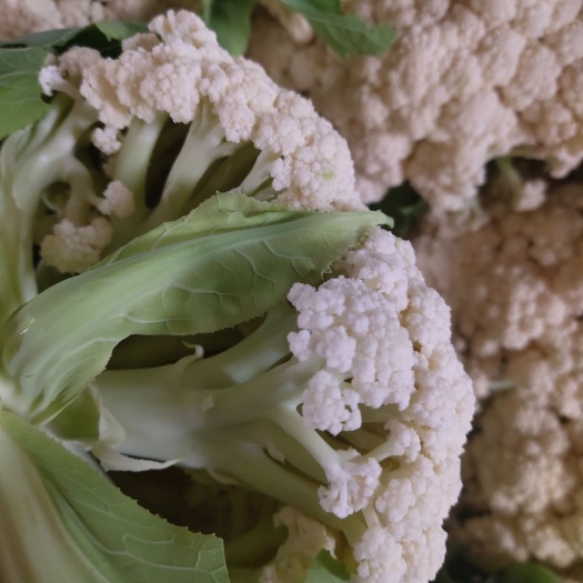 沛县白花菜花  青梗白面有机散花