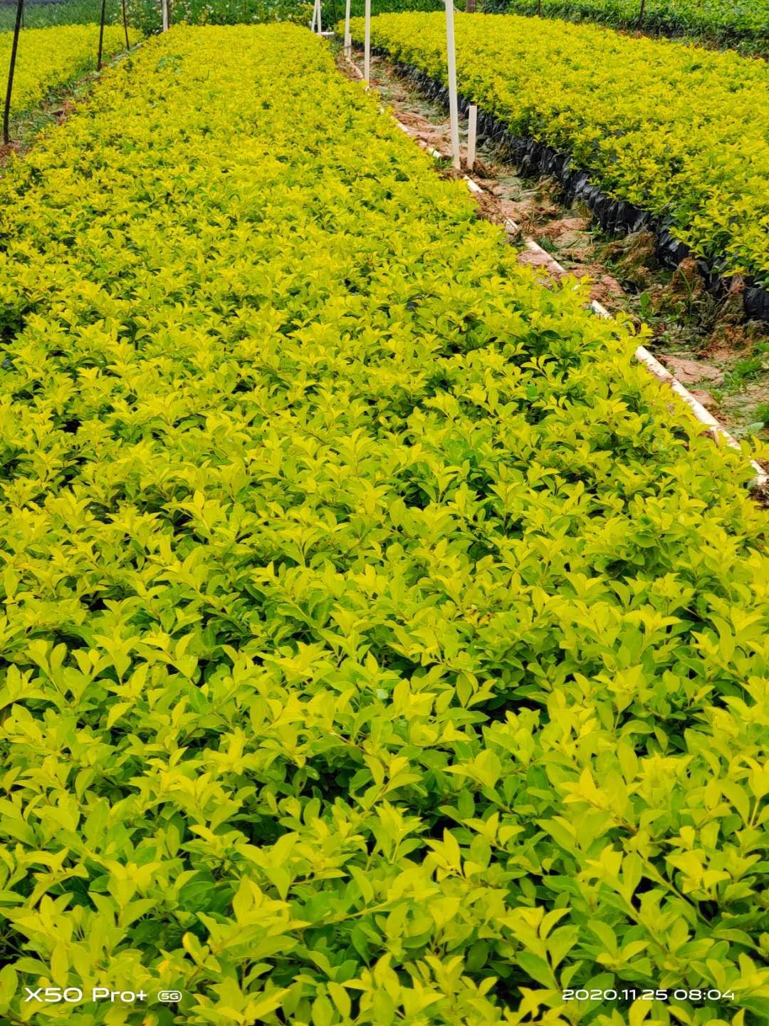 黄素梅  黄金叶 0.70 元/棵