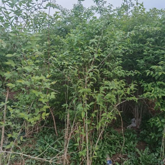 青州市 多分支金银木数量3000