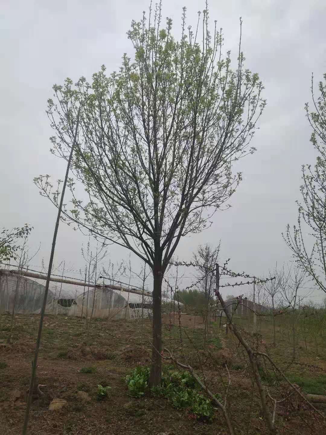 速生白蜡 白蜡10–20公分