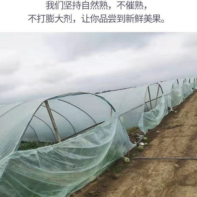 现摘新鲜8424冰糖麒麟西瓜薄皮无籽有籽清甜多汁批发包邮