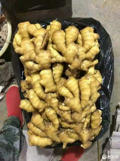  精品【老姜】一手货源！ 产地直销 质量保证  全国发货