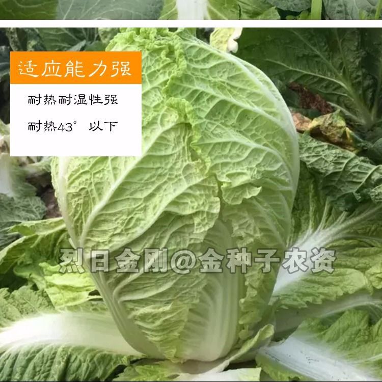 夏阳白菜种子 烈日金刚 夏播大白菜种子耐热43度 大田夏季