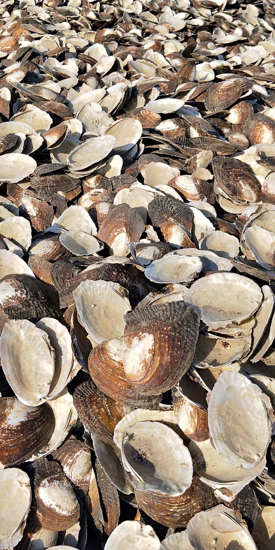 贝壳粉 珍珠贝壳珍珠蚌壳扣子