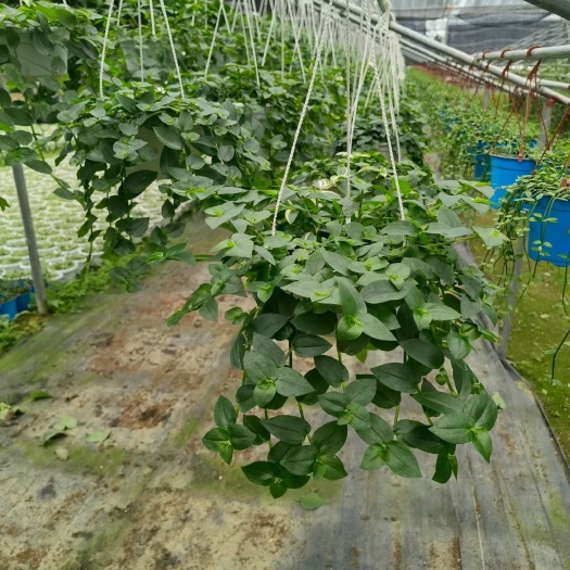 佛山 吊竹梅广东花卉绿植基地直销