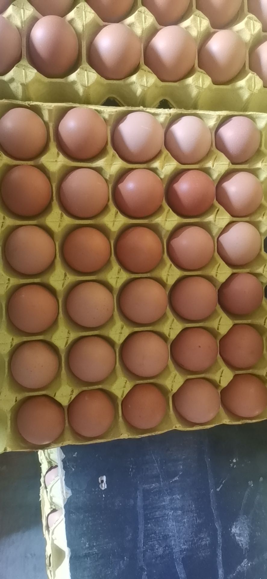 大鸡场无抗红蛋/褐壳蛋