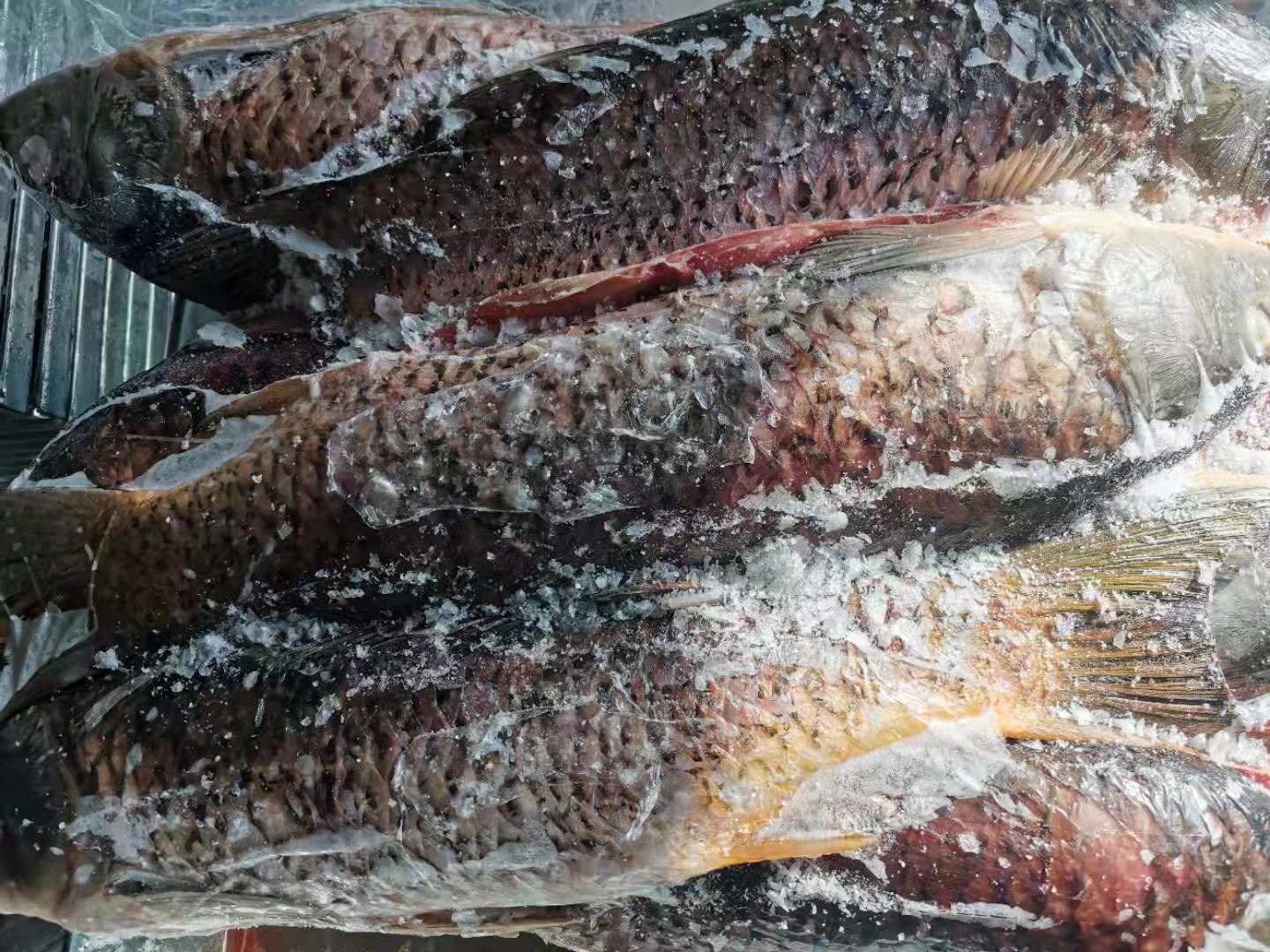 多鳞铲颌鱼 鲤鱼