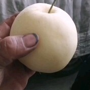 赵县 皇冠梨。质量特别好口感特别甜。表光好个头大。