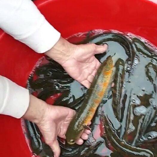 防城港七星鱼  观赏级淘汰基因成鱼，0.4-0.8斤。无公害养殖无药物残留