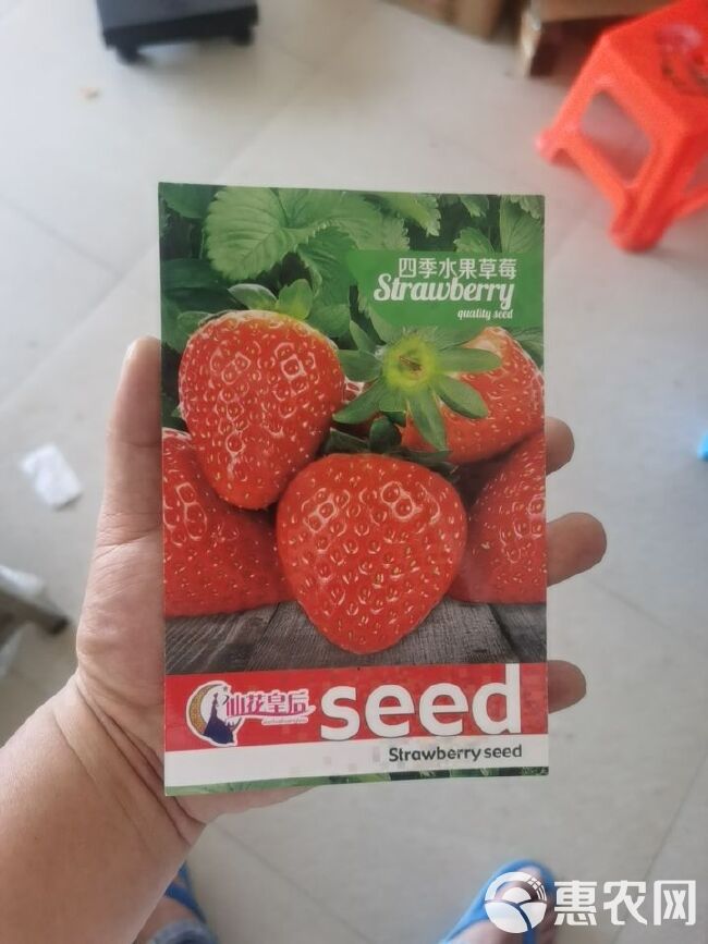 草莓种子  四季水果，种植方法请看包装袋说明或者百度一下种植技术